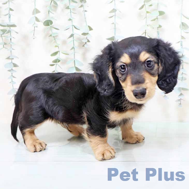 ミニチュア・ダックスフンドの写真2