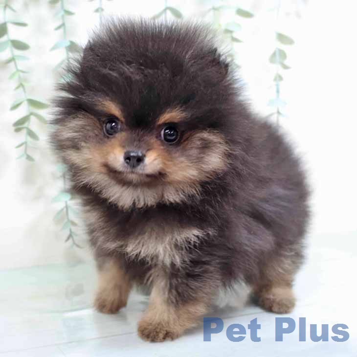 ポメラニアンの写真2