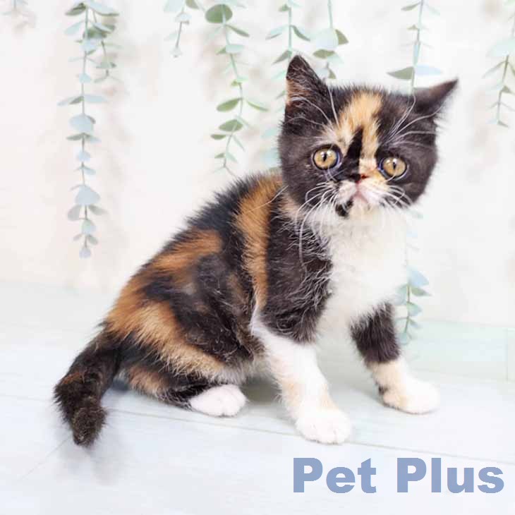 エキゾチックの写真2