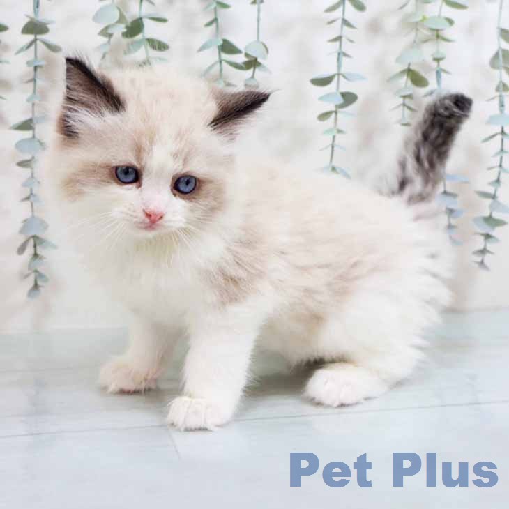 ラグドールの写真2