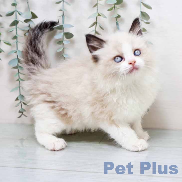 ラグドールの写真2