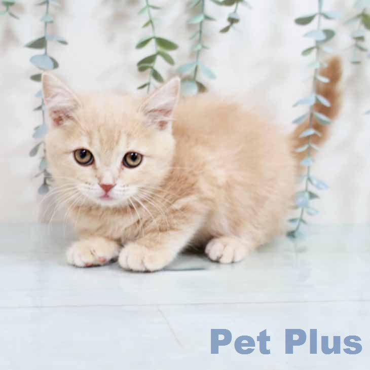 スコティッシュフォールド