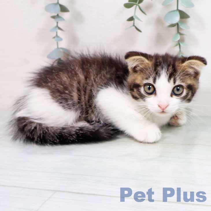 スコティッシュフォールド