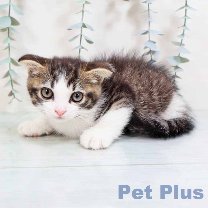 スコティッシュフォールドの写真2