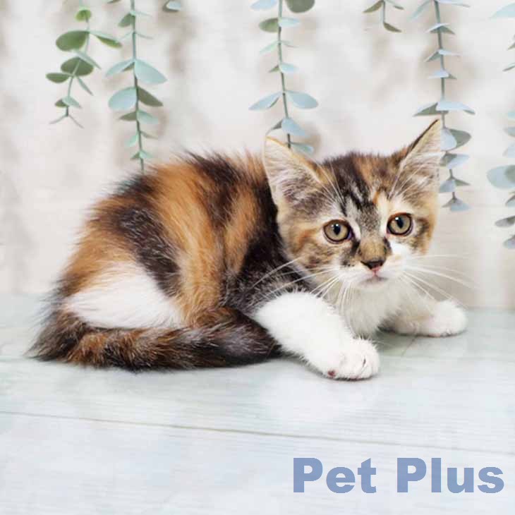 スコティッシュフォールド