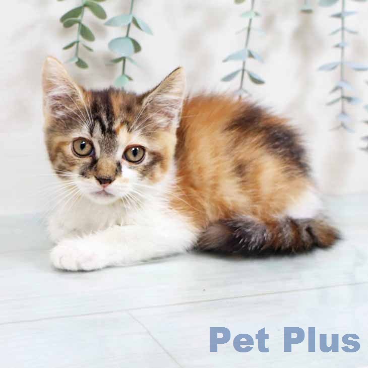 スコティッシュフォールドの写真2