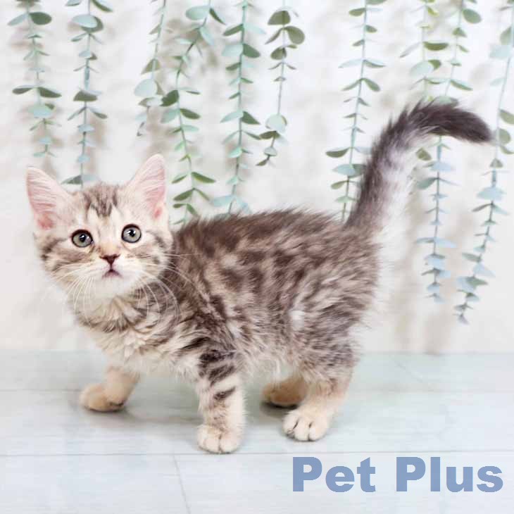 マンチカンの写真2