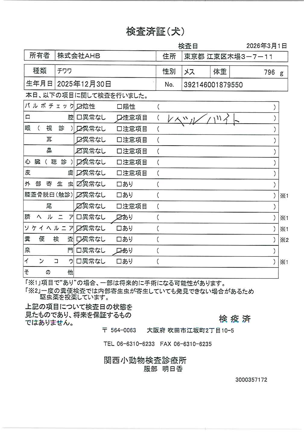 チワワ