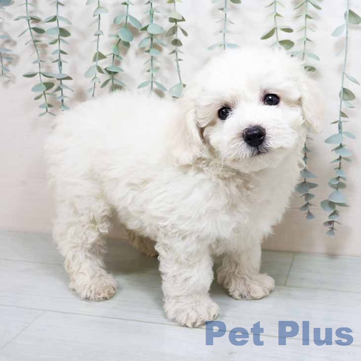 ビション・フリーゼの写真2