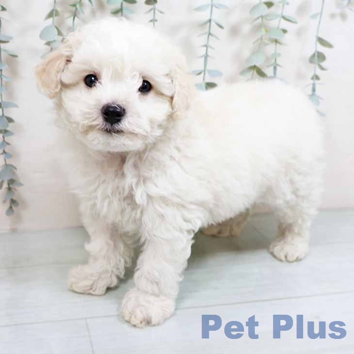 ビション・フリーゼ