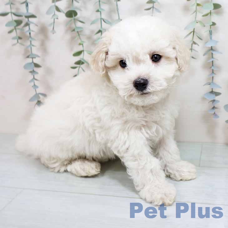 ビション・フリーゼの写真2