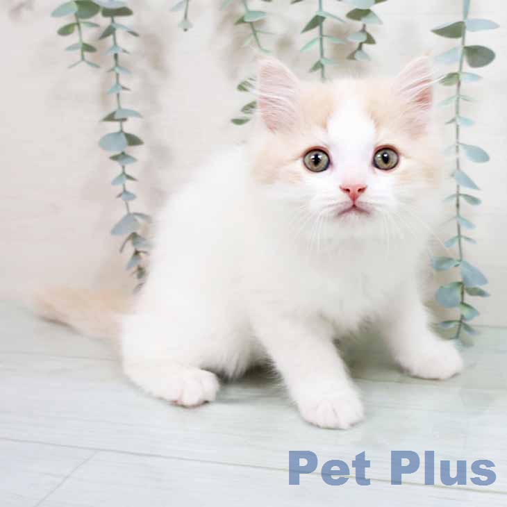 スコティッシュフォールドの写真2