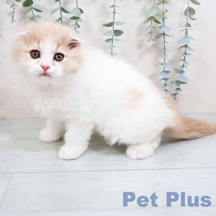 スコティッシュフォールド