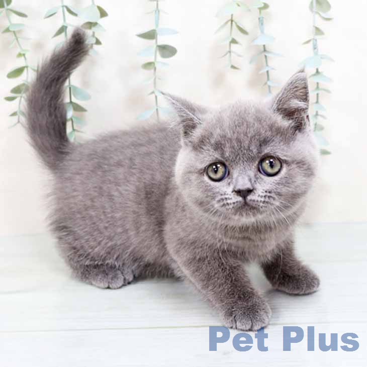 ブリティッシュショートヘア