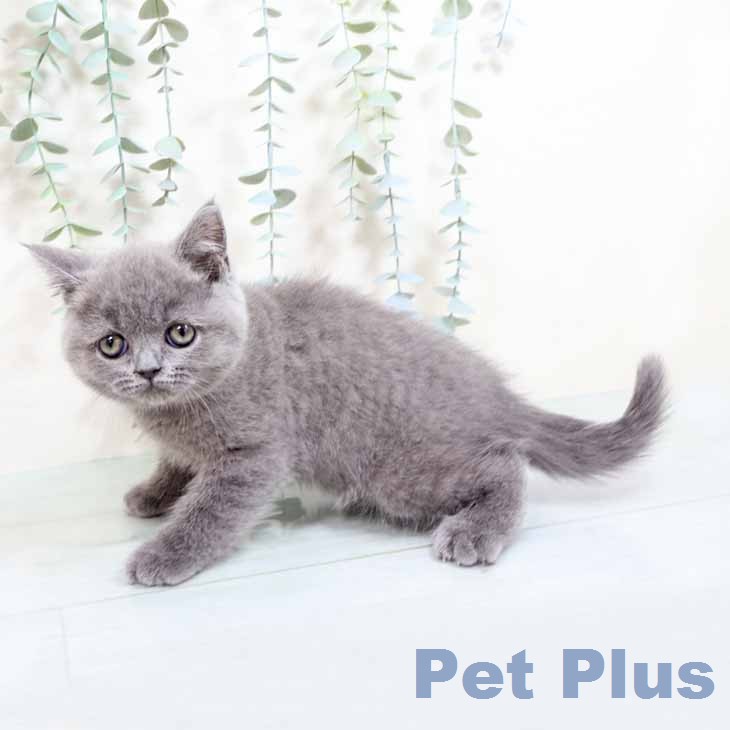 ブリティッシュショートヘアの写真2