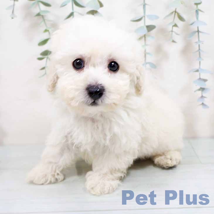 トイ・プードルの写真2