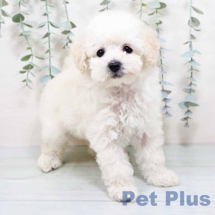 トイ・プードル