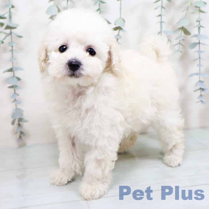 トイ・プードルの写真2