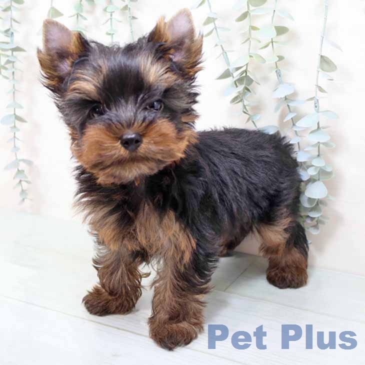 ヨークシャー・テリアの写真2