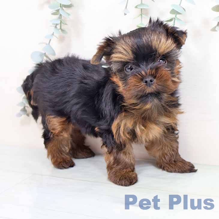 ヨークシャー・テリア