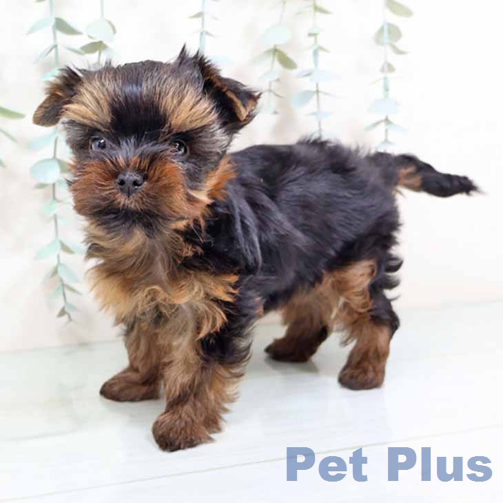 ヨークシャー・テリアの写真2