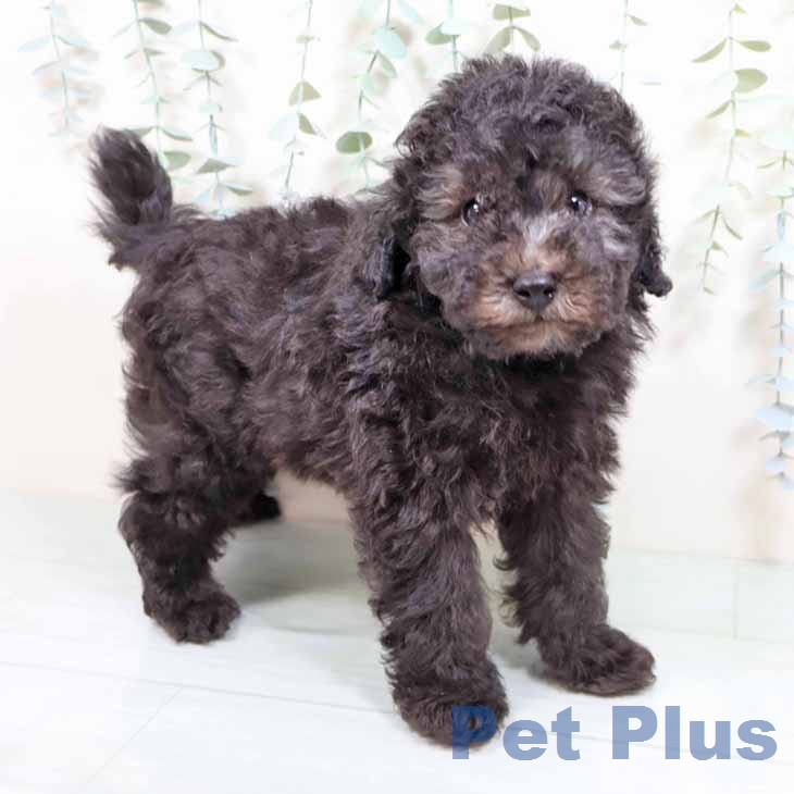 トイ・プードル