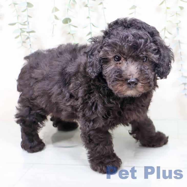 トイ・プードル