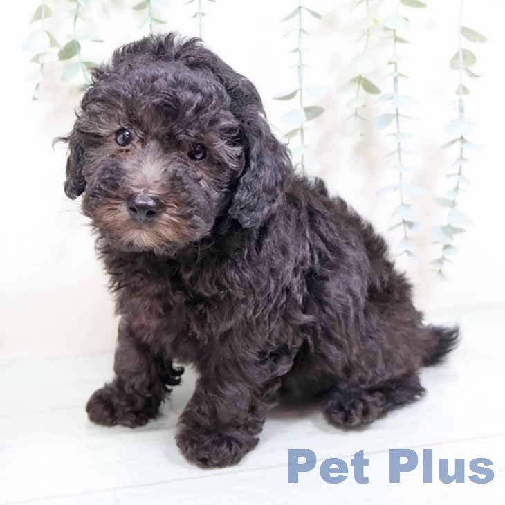 トイ・プードルの写真2