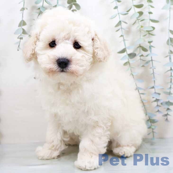 トイ・プードル