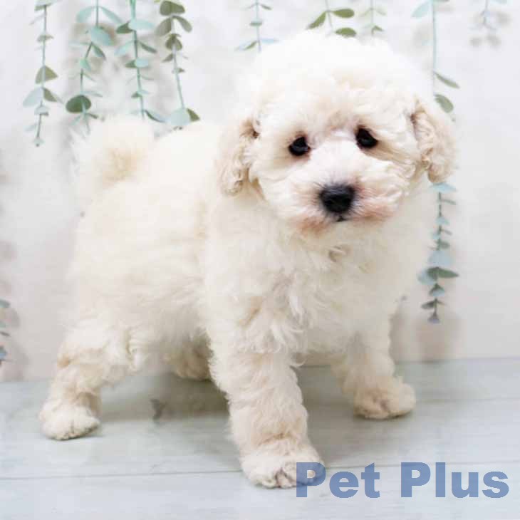 トイ・プードルの写真2