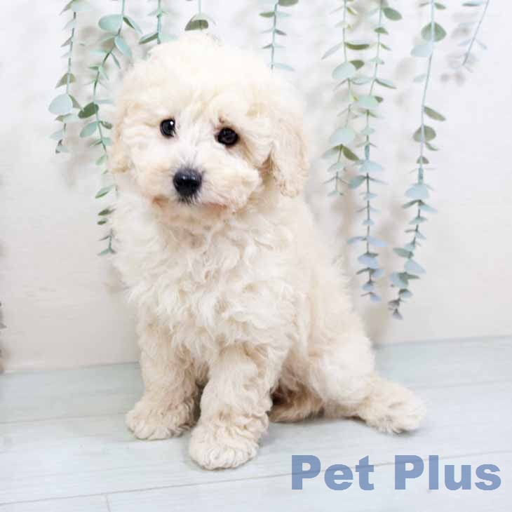 トイ・プードルの写真2