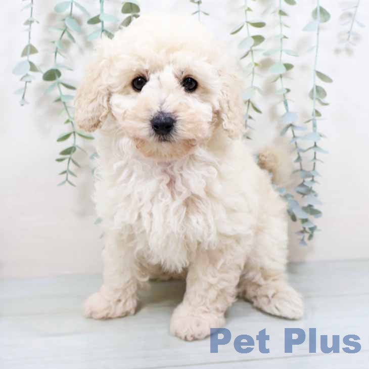 トイ・プードル