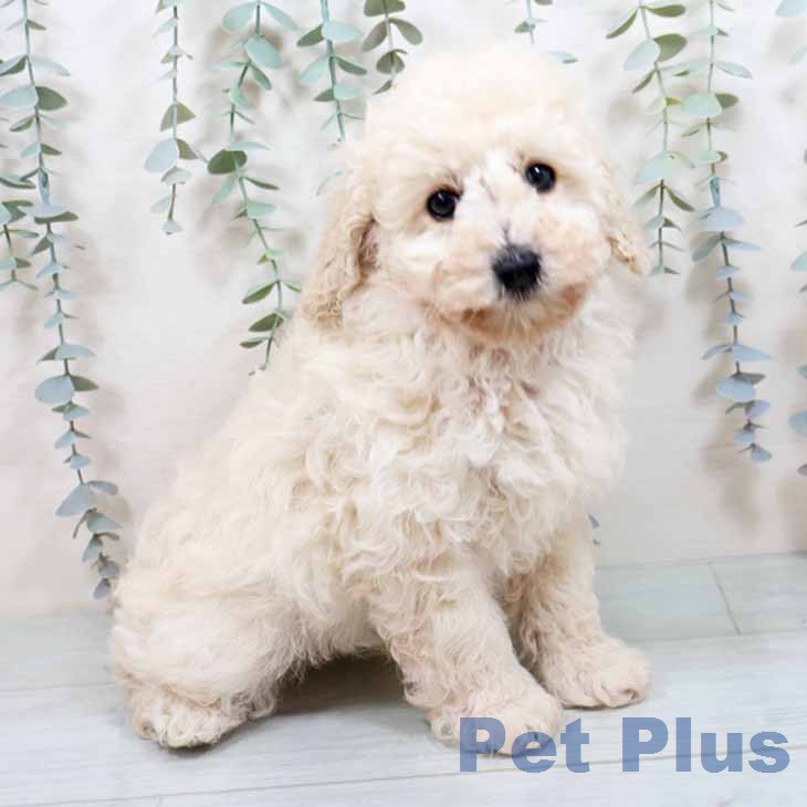 トイ・プードルの写真2