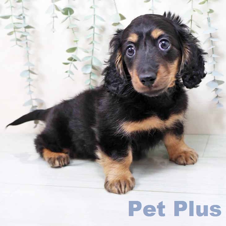 ミニチュア・ダックスフンド