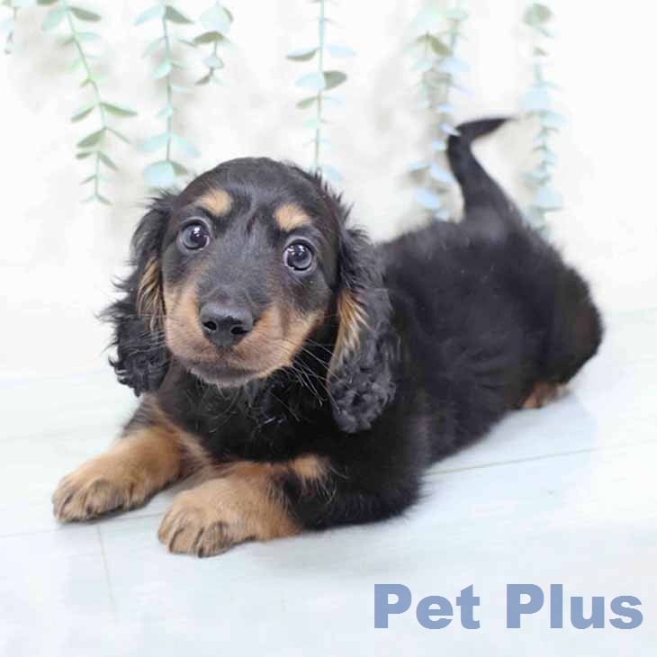 ミニチュア・ダックスフンドの写真2