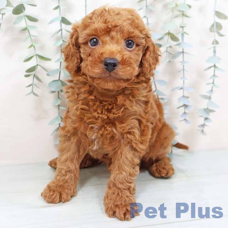 トイ・プードル