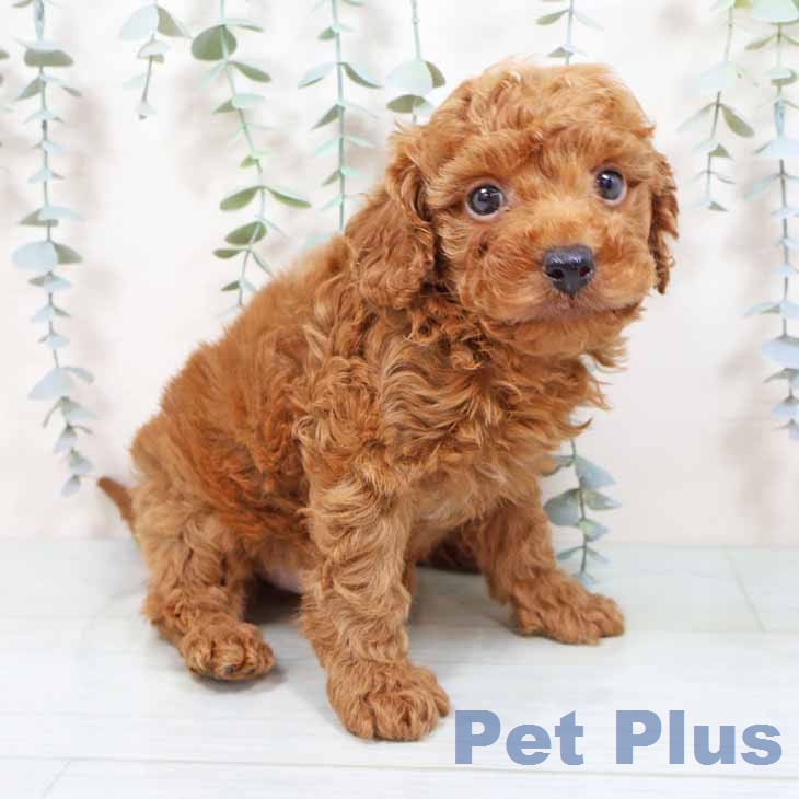 トイ・プードルの写真2