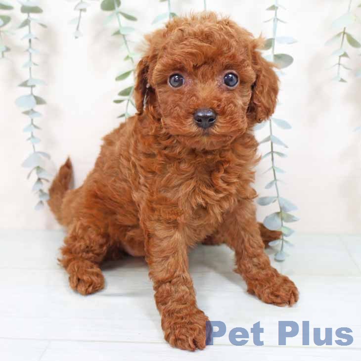 トイ・プードル