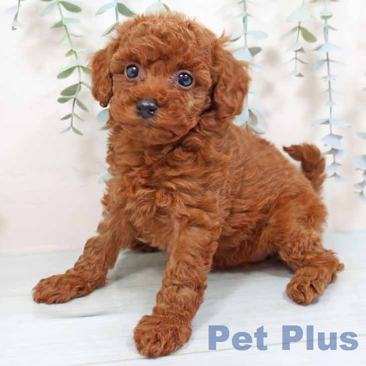 トイ・プードルの写真2