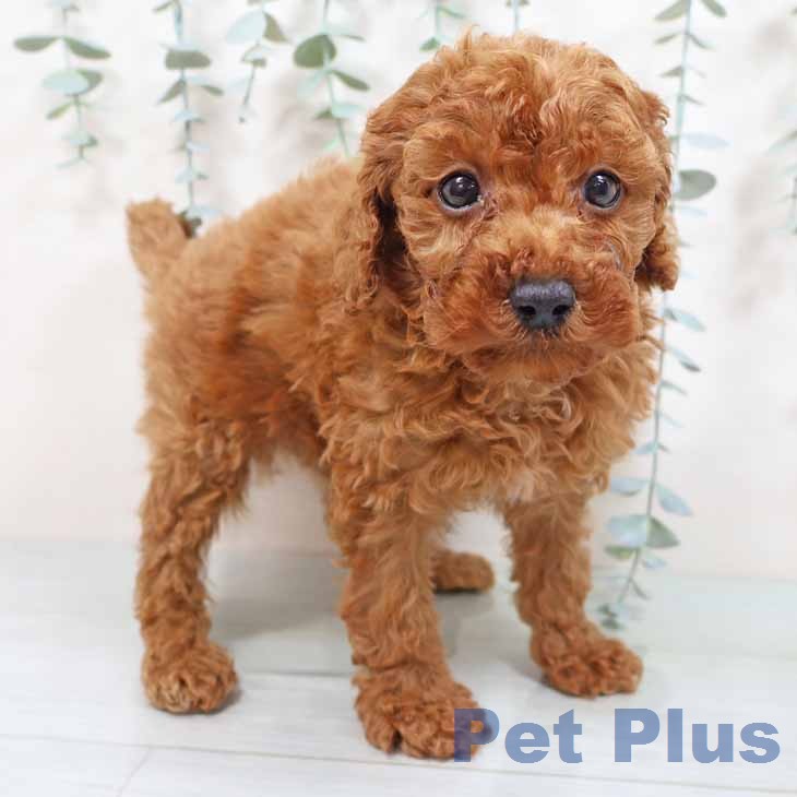 トイ・プードル