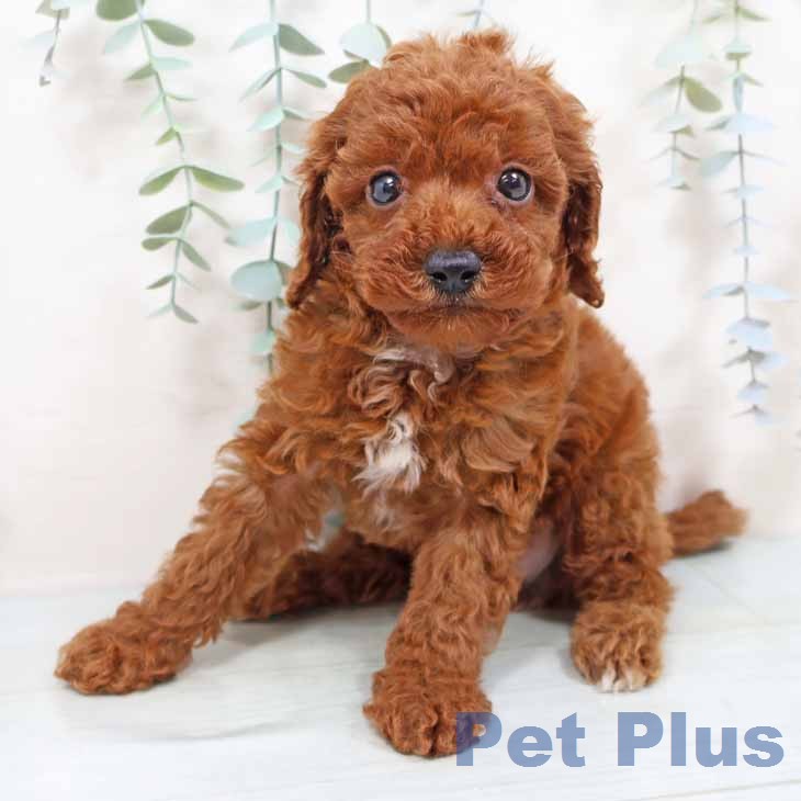 トイ・プードルの写真2