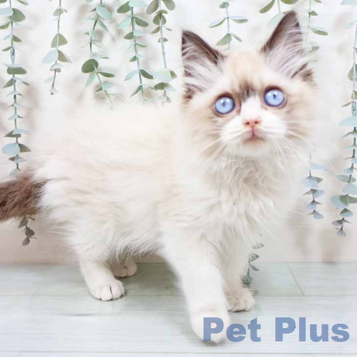 ラグドールの写真2