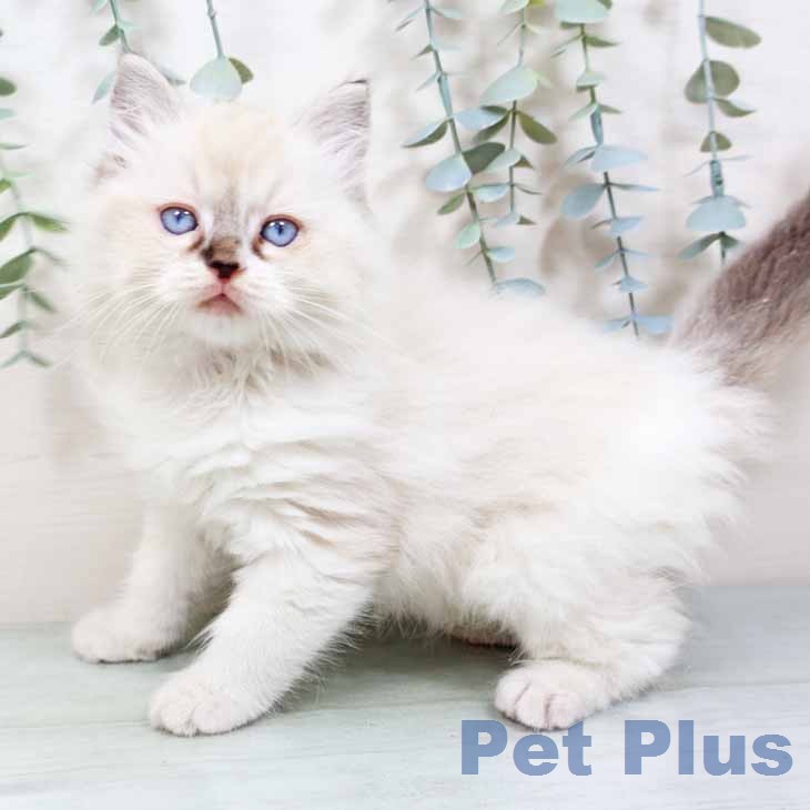 ラグドールの写真2