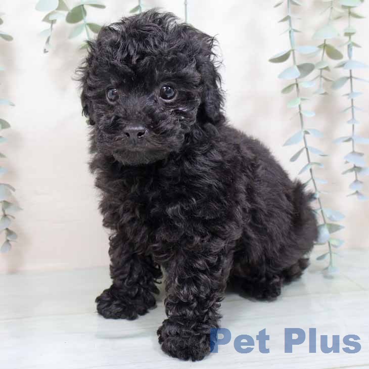 トイ・プードルの写真2