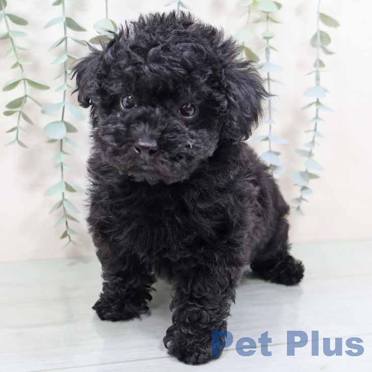 トイ・プードルの写真2