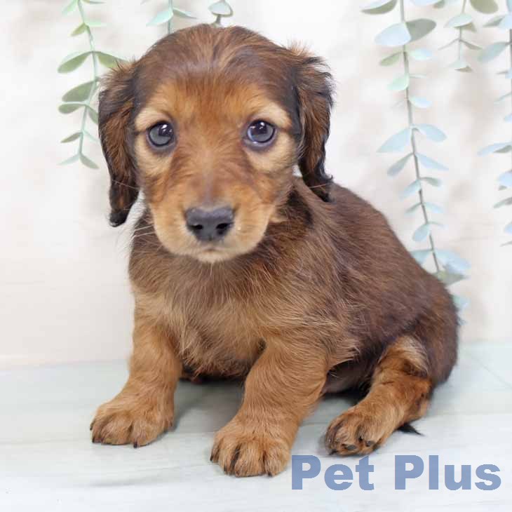 ミニチュア・ダックスフンド