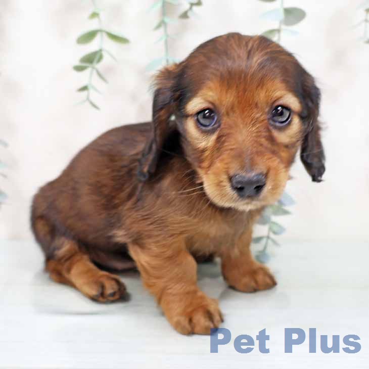 ミニチュア・ダックスフンドの写真2