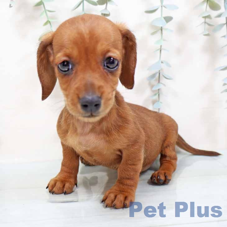 ミニチュア・ダックスフンド