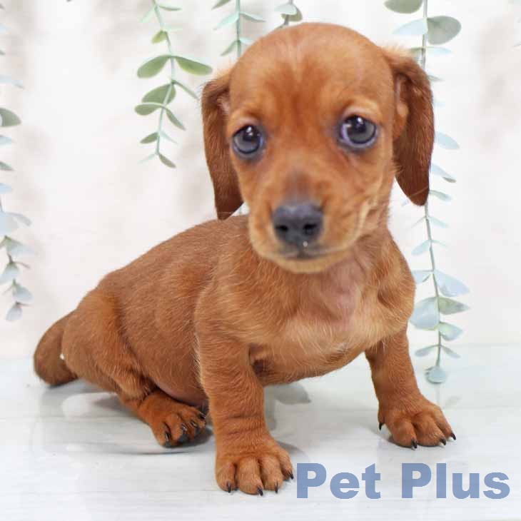 ミニチュア・ダックスフンドの写真2