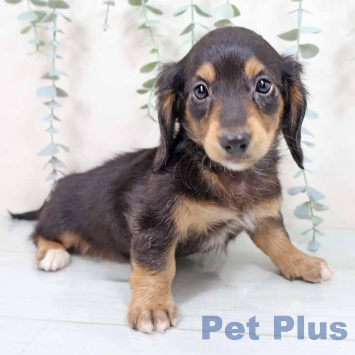 ミニチュア・ダックスフンド